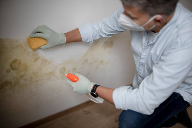 Mold Testing and Removal in Burnt Store Marina, FL