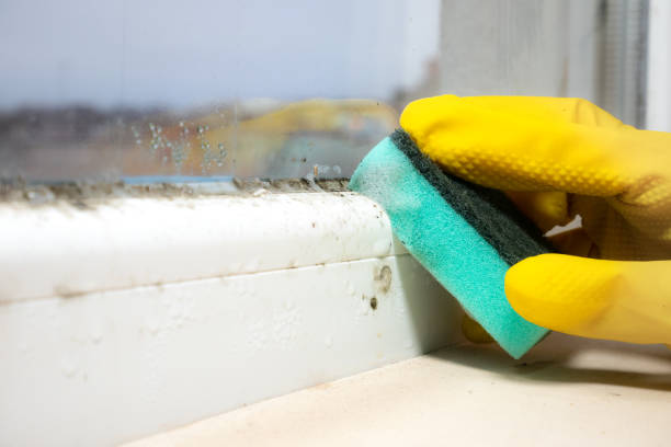 Best Fast Mold Removal  in Burnt Store Marina, FL